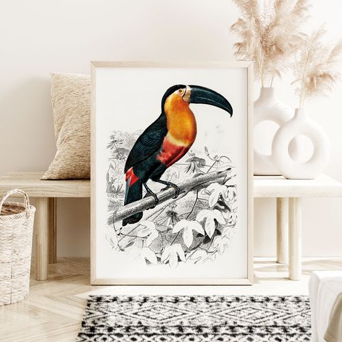 Plakat tukan ilustracja 50x70 cm na Arena.pl