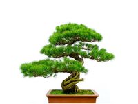60X50CM BONSAI OBRAZ ŚCIAN DREWNIANE