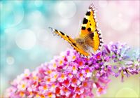 Fototapeta 3D kwiaty motyle do salonu 390x280