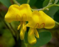 MOSZENKI POŁUDNIOWE Colutea arborescens - NASIONA 6000 sztuk - 100g.