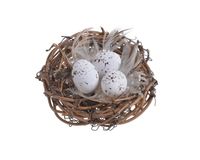 gniazdo z 3 jajkami 173CANZNT28