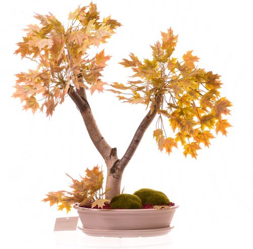 Drzewko bonsai jesienne na Arena.pl