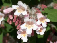 KOLKWICJA CHIŃSKA - sadzonki w doniczkach