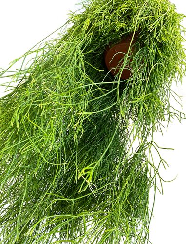 PATYCZAK RHIPSALIS CASSUTHA 100 cm na Arena.pl