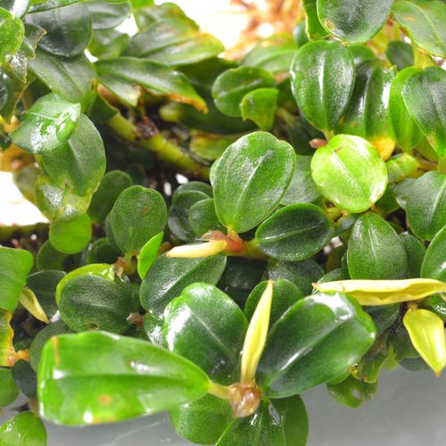 Bucephalandra Phoenix na Arena.pl