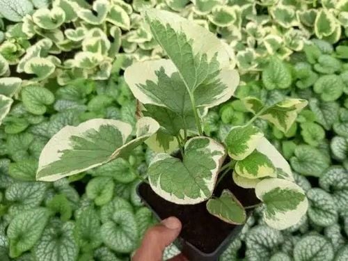Brunera wielkolistna VARIEGATA na Arena.pl