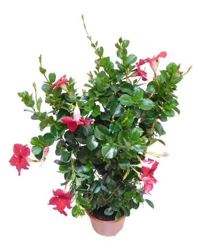 SANDEVILLA (SUNDAVILLE)  czerwona  70 cm na Arena.pl