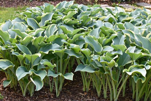 Funkia Hosta 'Regal Splendor' W DONICZCE 5.0L, OGROMNE LIŚCIE na Arena.pl