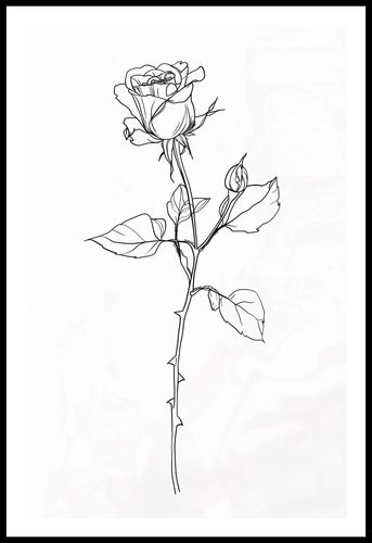 Plakat 53x81cm Kontur Róży na Arena.pl