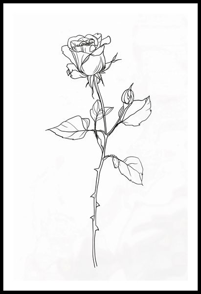 Plakat 53x81cm Kontur Róży zdjęcie 3