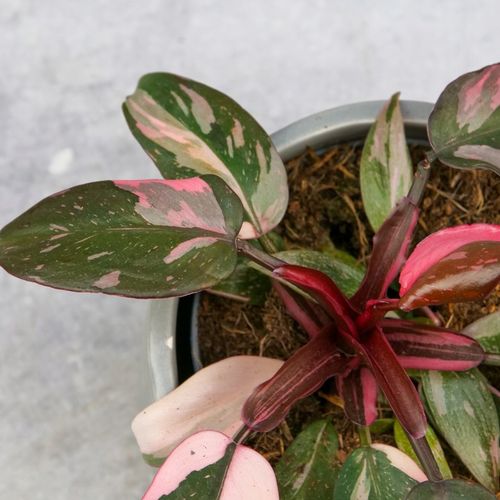 Zestaw do zrobienia podłoża przepuszczalnego, luźnego dla roślin 8L na Arena.pl