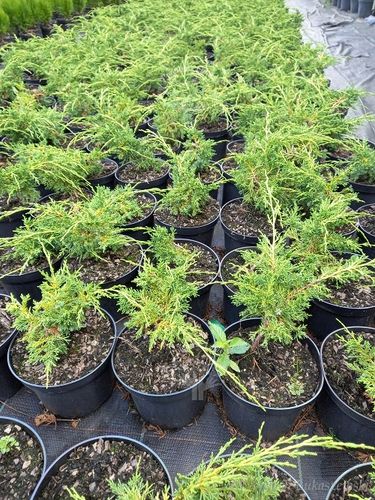 Jałowiec Shimpaku doskonała sadzonka na bonsai na Arena.pl