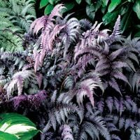 Wietlica japońska BURGUNDY LACE Srebrzysta paproć Sadzonki doniczka 2L