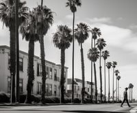 Plakat 60x50cm Spacer w Cieniu Palm