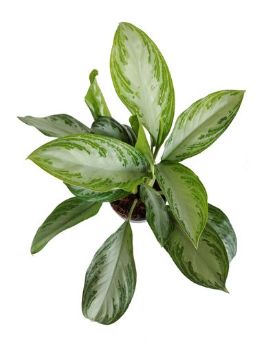 AGLAONEMA SILVER BAY 50cm na Arena.pl
