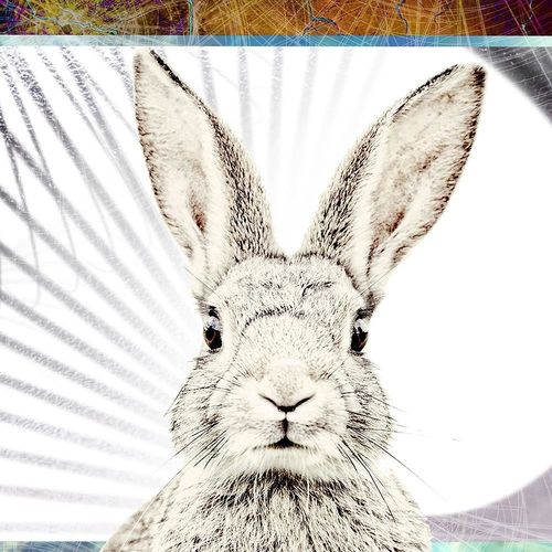 Deco Panel, Płochliwy królik 60x40 na Arena.pl