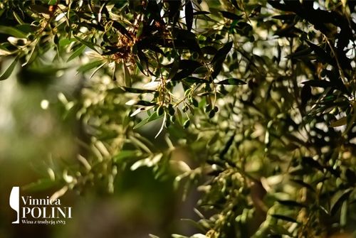 Oliwa z oliwek z Włoch Extra Vergine - puszka 5L na Arena.pl