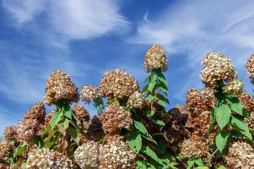 Hortensja bukietowa 'Magical Moonlight' (Hydrangea paniculata) 2.0L na Arena.pl