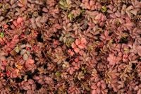 Acena bezbronna Kupferteppich - Acaena inermis