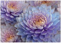 Fototapeta Na Flizelinie Do Sypialni Salonu Kwiaty 350x250