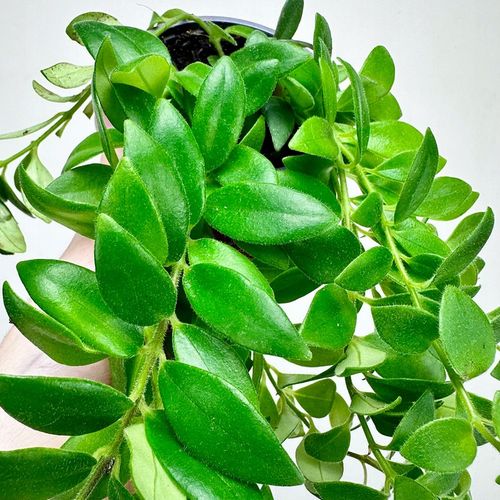 Aeschynanthus Caroline Eszynanthus don.9cm na Arena.pl