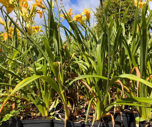 Liliowiec 'El Desperado' (Hemerocallis) P13 na Arena.pl
