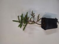 P14 ŚWIERK SREBRNY COLORADO PICEA PUNGENS GLACUA NIEBIESKI IGLAK