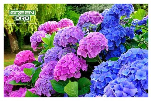 Nawóz do Hortensji Rododendronów Borówki Azalii Magnolii 5kg 100 dni na Arena.pl