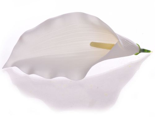 Kalia główka biała na Arena.pl