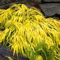 Hakonechloa smukła 'All Gold' (Hakonechloa macra) Doniczka 1.0L