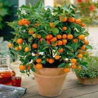 Pomarańcza chińska Orange Juice 80-100cm C2
