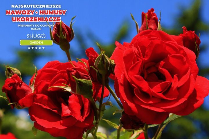 Nawóz do Róż 5 kg SHUGO zdjęcie 11
