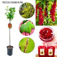 Czerwona Porzeczka pienny pokrój NA PNIU 80-120 cm