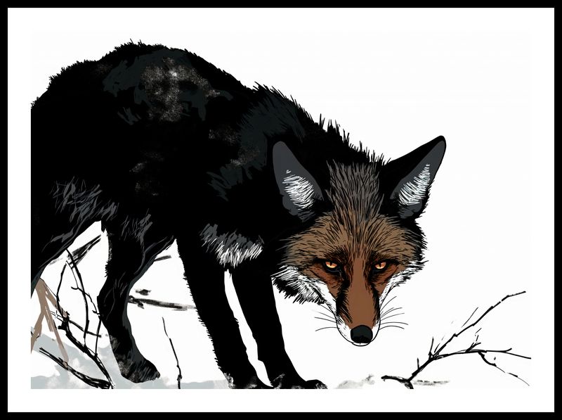 Plakat 70x50cm Nieufny Lis zdjęcie 3