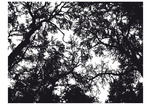 Fototapeta - Bleak forest 200x154 na Arena.pl