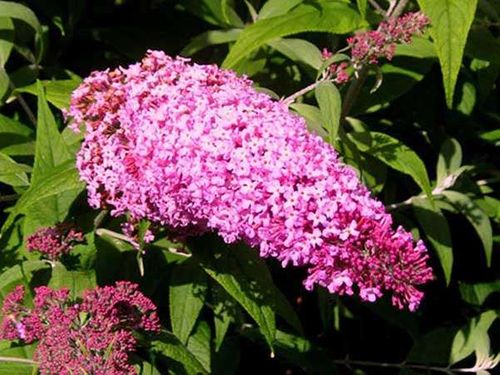 Budleja Dawida Pink Delight C2 E na Arena.pl