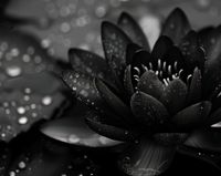 Plakat 76x60,5cm Lotos w Czerni