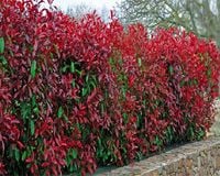 Głogownik Red Robin photinia żywopłot 40-60cm P9