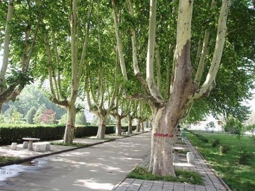 Platan 80-100cm P9 na Arena.pl