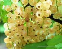 PORZECZKA BIAŁA NA PNIU BARDZO SŁODKA