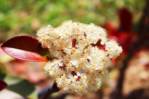 Głogownik Frasera 'Red Robin' (Photinia ×fraseri) Doniczka 2.0L 40- 60cm na Arena.pl