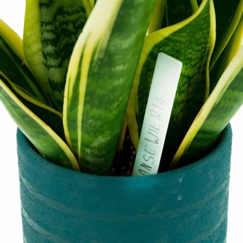 ETYKIETY TABLICZKI DO OPISYWANIA ROŚLIN NASION SADZONEK ZNACZNIKI 31SZ na Arena.pl