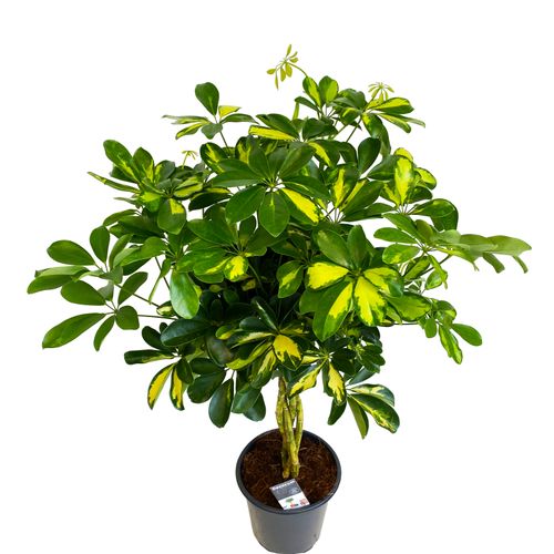 SZEFLERA GOLD CAPELLA 75 cm na Arena.pl
