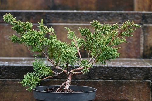 Jałowiec chiński Shimpaku - Juniperus chinensis 0058 na Arena.pl