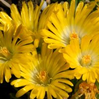 Słonecznica Wysokogórska Żółte Kwiaty Na Skalniak (Delosperma congestum)