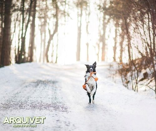 ARQUIVET FRESH Półwilgotna karma dla psa ŁOSOŚ Z INDYKIEM 10kg na Arena.pl