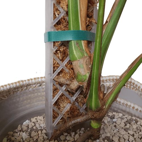 Mech Sphagnum 8L Besgrow Spagmoss Classic torfowiec 100G podłoże pH na Arena.pl