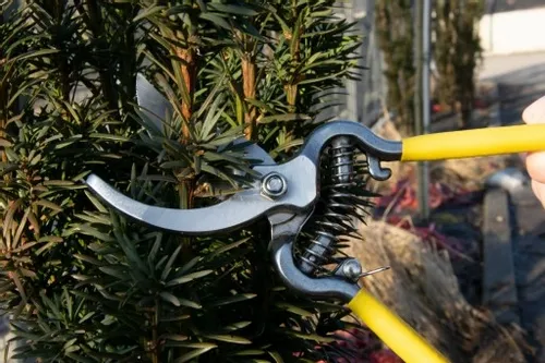 SEKATOR NOŻYCE OGRODOWE DO GAŁĘZI RĘCZNY KRZEWÓW na Arena.pl