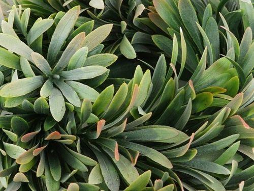 WIANEK STROIK OZDOBNY SZTUCZNY JESIENNY GĘSTY NA DRZWI OKNO GAŁĄZKA na Arena.pl