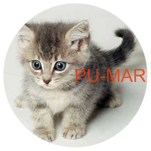 Opłatek na tort KOT Kotek Kotki Kiciuś Kocur Miluśiński Tekst Gratis na Arena.pl